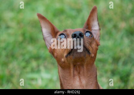 Rote Welpen Zwergpinscher hautnah. Heimtiere. Säugetiere. Stockfoto