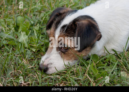 Porträt von einem Jack Russell Terrier Hund mit weißen Süße Jackrussellterrier Mit Engelsflügeln Und Einen
