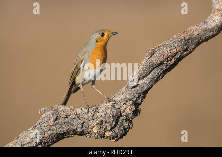 Wunderschöne und detaillierte Bilder der Europäischen Red Robin (Erithacus Rubecula) Stockfoto