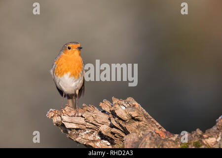 Wunderschöne und detaillierte Bilder der Europäischen Red Robin (Erithacus Rubecula) Stockfoto