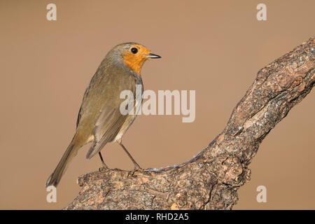 Wunderschöne und detaillierte Bilder der Europäischen Red Robin (Erithacus Rubecula) Stockfoto