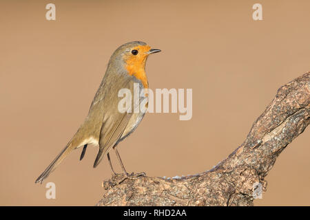 Wunderschöne und detaillierte Bilder der Europäischen Red Robin (Erithacus Rubecula) Stockfoto