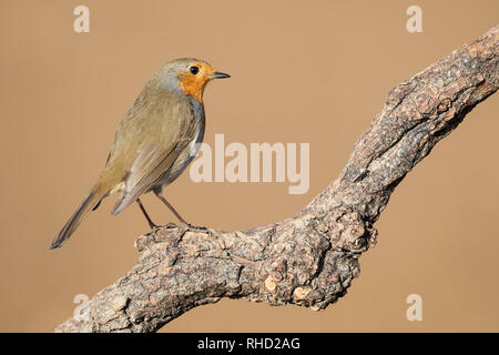 Wunderschöne und detaillierte Bilder der Europäischen Red Robin (Erithacus Rubecula) Stockfoto