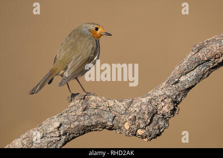 Wunderschöne und detaillierte Bilder der Europäischen Red Robin (Erithacus Rubecula) Stockfoto