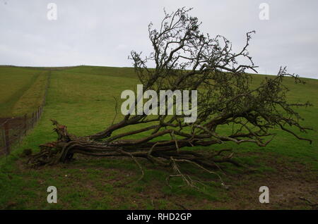 Compton Valence. Der Macmillan. Weitwanderweg. Dorset. England. Großbritannien Stockfoto