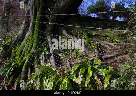 Compton Valence. Der Macmillan. Weitwanderweg. Dorset. England. Großbritannien Stockfoto