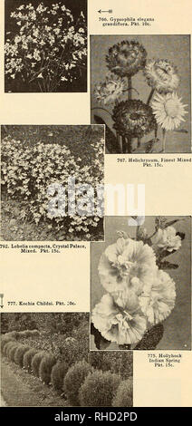 . Bolgiano in Capitol City Seeds: 1951. Baumschulen (Gartenbau) Kataloge, Leuchtmittel (Pflanzen) Kataloge Kataloge; Gemüse; Garten Werkzeuge Kataloge; Samen Kataloge. 766. Gypsophila elegans grandiflora. Pkt. 10 c. Duft Sie Blumen wachsen nur anzusehen, oder müssen sie gut riechen? Resede mit seinen unvergesslichen Süße ist nicht gerade viel zu sehen - es würde bald aus Gärten verschwinden, wenn es seinen Duft verlieren sollten - während Heliotrop, einem anderen wunderbar duftende Blume, sowie mit seiner Schönheit gefällt. Ihr Garten vergnügen erhöhen durch das Studium ihre Blumen und für Duft wachsen sowie Stockfoto