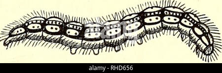 . Das Buch der Garten. Im Garten arbeiten. Schwarz GEÄDERTEN WEISS SCHMETTERLING UND CATERPILLAR. Derzeit wird in der Schmetterling Zustand von Ende Mai bis ca. Mitte Juni, seine Eier über die Anfang Juli, die ein leuchtendes Gelb Farbe, Cylin - drical, und längs gerippt Festlegung. Sie sind de-auf der Oberfläche des Blattes über die Anzahl von 150 gesetzt. Über den 18. des Monats werden die Eier ausgebrütet und die jungen Raupen hervorkommen eines schmutzigen gelbe Farbe, mit Haaren bedeckt. "Der Kopf", Kollar Erläuterungen", ist Schwarz, und es gibt einen schwarzen Ring rou Stockfoto