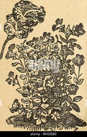 . Buch der Blumen von Fräulein Martha Hiser, seedswoman und Floristen. Saatgut Industrie und Handel; Samen; Blumen; Pflanzen, Zierpflanzen. . Bitte beachten Sie, dass diese Bilder sind von der gescannten Seite Bilder, die digital für die Lesbarkeit verbessert haben mögen - Färbung und Aussehen dieser Abbildungen können nicht perfekt dem Original ähneln. extrahiert. Fräulein Martha Hiser (Hart); Henry G. Gilbert Baumschule und Saatgut Handel Katalog Kollektion. Urbana, Oh. : Fräulein Martha Hiser, seedswoman und Blumenladen Stockfoto