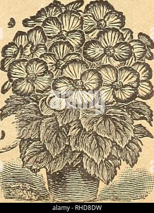 . Buch der Blumen von Fräulein Martha Hiser, seedswoman und Floristen. Saatgut Industrie und Handel; Samen; Blumen; Pflanzen, Zierpflanzen. BEGONIA KNÖTCHENFÖRMIGE KOOTgD. Bitte beachten Sie, dass diese Bilder sind von der gescannten Seite Bilder, die digital für die Lesbarkeit verbessert haben mögen - Färbung und Aussehen dieser Abbildungen können nicht perfekt dem Original ähneln. extrahiert. Fräulein Martha Hiser (Hart); Henry G. Gilbert Baumschule und Saatgut Handel Katalog Kollektion. Urbana, Oh. : Fräulein Martha Hiser, seedswoman und Blumenladen Stockfoto