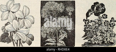 . Buch der Blumen von Fräulein Martha Hiser, seedswoman und Blumenladen, Urbana, Ohio. Saatgut Industrie und Handel; Samen; Blumen; Pflanzen, Zierpflanzen, Gemüse. SALVIA SPLENDENS. Süße VIOLETT STEVIA SERRATA ALOE. Bitte beachten Sie, dass diese Bilder sind von der gescannten Seite Bilder, die digital für die Lesbarkeit verbessert haben mögen - Färbung und Aussehen dieser Abbildungen können nicht perfekt dem Original ähneln. extrahiert. Fräulein Martha Hiser (Hart); Henry G. Gilbert Baumschule und Saatgut Handel Katalog Kollektion. Urbana, Oh. : Fräulein Martha Hiser, seedswoman und Blumenladen Stockfoto