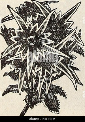 . Buch der Blumen von Fräulein Martha Hiser, seedswoman und Blumenladen, Urbana, Ohio. Saatgut Industrie und Handel; Samen; Blumen; Pflanzen, Zierpflanzen, Gemüse. MYOSOTIS Forget-me-not. Bitte beachten Sie, dass diese Bilder sind von der gescannten Seite Bilder, die digital für die Lesbarkeit verbessert haben mögen - Färbung und Aussehen dieser Abbildungen können nicht perfekt dem Original ähneln. extrahiert. Fräulein Martha Hiser (Hart); Henry G. Gilbert Baumschule und Saatgut Handel Katalog Kollektion. Urbana, Oh. : Fräulein Martha Hiser, seedswoman und Blumenladen Stockfoto