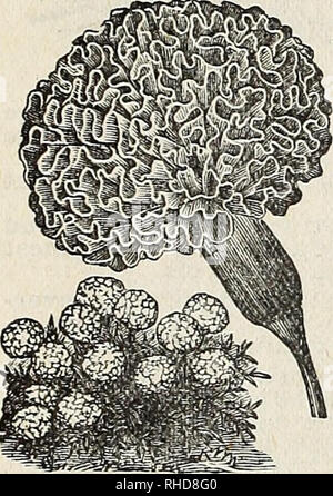 . Buch der Blumen von Fräulein Martha Hiser, seedswoman und Blumenladen, Urbana, Ohio. Saatgut Industrie und Handel; Samen; Blumen; Pflanzen, Zierpflanzen, Gemüse. Ringelblume Eldorado. Bitte beachten Sie, dass diese Bilder sind von der gescannten Seite Bilder, die digital für die Lesbarkeit verbessert haben mögen - Färbung und Aussehen dieser Abbildungen können nicht perfekt dem Original ähneln. extrahiert. Fräulein Martha Hiser (Hart); Henry G. Gilbert Baumschule und Saatgut Handel Katalog Kollektion. Urbana, Oh. : Fräulein Martha Hiser, seedswoman und Blumenladen Stockfoto