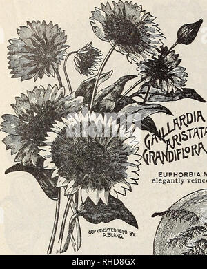 . Buch der Blumen von Fräulein Martha Hiser, seedswoman und Blumenladen, Urbana, Ohio. Saatgut Industrie und Handel; Samen; Blumen; Pflanzen, Zierpflanzen, Gemüse. Fräulein MARTHA HISER, Urbana, Ohio,. Bitte beachten Sie, dass diese Bilder sind von der gescannten Seite Bilder, die digital für die Lesbarkeit verbessert haben mögen - Färbung und Aussehen dieser Abbildungen können nicht perfekt dem Original ähneln. extrahiert. Fräulein Martha Hiser (Hart); Henry G. Gilbert Baumschule und Saatgut Handel Katalog Kollektion. Urbana, Oh. : Fräulein Martha Hiser, seedswoman und Blumenladen Stockfoto