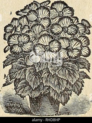 . Buch der Blumen von Fräulein Martha Hiser, seedswoman und Blumenladen, Urbana, Ohio. Saatgut Industrie und Handel; Samen; Blumen; Pflanzen, Zierpflanzen, Gemüse. Riesige BLUMEN BLAU BROWALLIA BEGONIA TUBEROUS BEGONIA VERNON verwurzelt. Bitte beachten Sie, dass diese Bilder sind von der gescannten Seite Bilder, die digital für die Lesbarkeit verbessert haben mögen - Färbung und Aussehen dieser Abbildungen können nicht perfekt dem Original ähneln. extrahiert. Fräulein Martha Hiser (Hart); Henry G. Gilbert Baumschule und Saatgut Handel Katalog Kollektion. Urbana, Oh. : Fräulein Martha Hiser, seedswoman und Blumenladen Stockfoto
