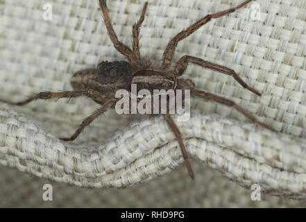 Eine Nahaufnahme Bild von einem Wolf Spider seine Babys tragen auf dem Rücken Stockfoto