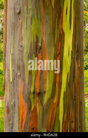 Detail der bunten Rinde der Regenbogen Eukalyptus-Baum Stockfoto