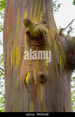 Detail der bunten Rinde der Regenbogen Eukalyptus-Baum Stockfoto