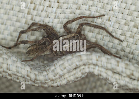 Eine Nahaufnahme Bild von einem Wolf Spider seine Babys tragen auf dem Rücken Stockfoto