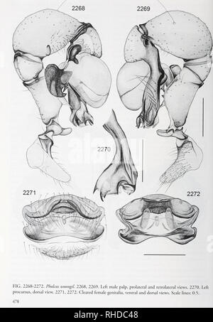 . Bonner zoologische nach 1550. Zoologie. BONNER ZOOLOGISCHE / Nr. 58/2011. Bitte beachten Sie, dass diese Bilder sind von der gescannten Seite Bilder, die digital für die Lesbarkeit verbessert haben mögen - Färbung und Aussehen dieser Abbildungen können nicht perfekt dem Original ähneln. extrahiert. Bonn, Zoologisches Forschungsinstitut und Museum Alexander Koenig Stockfoto