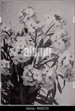 . Buch für Floristen: Frühjahr 1935. Blumen Samen Kataloge, Leuchtmittel (Pflanzen) Sämlinge Kataloge; Gemüse; Bäume Samen Samen Kataloge Kataloge; Gartenbau Ausrüstungen und Zubehör Kataloge. CAMPANULA Medium (Canterbury Bells) BOCCONIA (Plume Poppy) 7 Rade pkt. Oz. CHEIRANTHUS (Sibirische Mauerblümchen) Bignonia Radicans (Trompete Reben) 0,15 $ BocconiaJaponica (PlumePoppy). 5 ft lb., $ 4,00 .10 Boltonia Asteroides. White Daisy Flowers, 4-6 ft 35 Latisquama. Zart rosa, 4-5 ft M oz., 60 c 0.25 Nana. Zwerg, 3 ft Moz., 70 c .35 Sommerflieder Veitchiana. Butterfly Bush. 5 ft 25 Buphthalmum Speciosum Cordifolium () Stockfoto