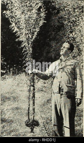 . Buch für Floristen: Herbst 1946. Blumen Samen Kataloge, Leuchtmittel (Pflanzen) Sämlinge Kataloge; Gemüse; Bäume Samen Samen Kataloge Kataloge; Gartenbau Ausrüstungen und Zubehör Kataloge. Rasen, bevor mit dem Spritzen Dandykill ist eine Form der bemerkenswerten Weed killer2, 4D, die unserer Meinung nach am besten geeignet ist für den Einsatz von Amateuren mit normalen Spray equip- ment, denn:. Riesige DISTEL WIRD GRÜNDLICH MIT DANDYKILL es das wirtschaftlichste ist, ein Pulver statt Flüssigkeit, die speichert Schiff-ping Gewicht und vollständig in Wasser löslich, so dass es leichter zu erstellen und zu verwenden und zu reinigen Stockfoto