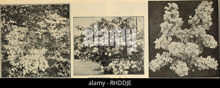 . Buch für Floristen: Herbst 1945. Blumen Samen Kataloge, Leuchtmittel (Pflanzen) Sämlinge Kataloge; Gemüse; Bäume Samen Samen Kataloge Kataloge; Gartenbau Ausrüstungen und Zubehör Kataloge. VAUGHAN SAME STORE, CHICAGO UND NEW YORK, Buch für Floristen 21. KOLWITZIA Amabilis (Beauty Bush) Viburnum opulus Steril (Altmodische Schneeball) FRANZÖSISCHE HYBRIDEN FLIEDER Zier- und blühende Sträucher Sträucher sind unsere Baumschule - gewachsen und werden alle zwei bis drei Jahre verpflanzt. Sie sind nett, formschöne Büsche mit zahlreichen guten faserige Wurzeln und sind solche Anlagen, die in der Nachfrage durch die erste Klasse Einzelhandel. Stockfoto