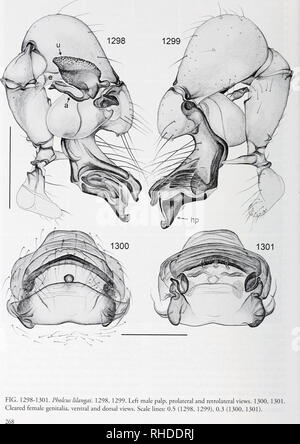 . Bonner zoologische nach 1550. Zoologie. BONNER ZOOLOGISCHE / Nr. 58/2011. Bitte beachten Sie, dass diese Bilder sind von der gescannten Seite Bilder, die digital für die Lesbarkeit verbessert haben mögen - Färbung und Aussehen dieser Abbildungen können nicht perfekt dem Original ähneln. extrahiert. Bonn, Zoologisches Forschungsinstitut und Museum Alexander Koenig Stockfoto