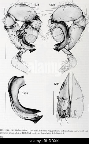 . Bonner zoologische nach 1550. Zoologie. BONNER ZOOLOGISCHE / Nr. 58/2011. Bitte beachten Sie, dass diese Bilder sind von der gescannten Seite Bilder, die digital für die Lesbarkeit verbessert haben mögen - Färbung und Aussehen dieser Abbildungen können nicht perfekt dem Original ähneln. extrahiert. Bonn, Zoologisches Forschungsinstitut und Museum Alexander Koenig Stockfoto