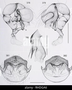 . Bonner zoologische nach 1550. Zoologie. Kranke 'HL'-R, RIA "ISION ANO CI AniSllC ANAHSIS OV/" //()/CHS- UND C.. nSV. Rl'l 7 Tl 1) TAXA (ARAN I'. AI'., I'l (l) l, (: i I) A1'). Abb. 378-382. Leptopholcus Borneensis. 378, 379. Links männliche palp, Prolateralen und der Aussicht. 380. Links procursus, Prolateralen anzeigen. 381, 382. Gelöscht weiblichen Genitalien, ventrale und dorsale Ansichten. Skala: 0,5 (378, 379), 0.3 (380-382). extrem einfach und kein männliches Exemplar der Typuslokalität bekannt ist. Allerdings werden die Lokalität ist geografisch zwischen zwei Gebiete, aus denen die Männer bekannt sind (Sabah und gelegen Stockfoto