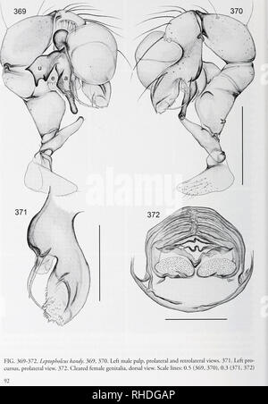 . Bonner zoologische nach 1550. Zoologie. BONNER ZOOLOGISCHE / Nr. 58/2011. Bitte beachten Sie, dass diese Bilder sind von der gescannten Seite Bilder, die digital für die Lesbarkeit verbessert haben mögen - Färbung und Aussehen dieser Abbildungen können nicht perfekt dem Original ähneln. extrahiert. Bonn, Zoologisches Forschungsinstitut und Museum Alexander Koenig Stockfoto