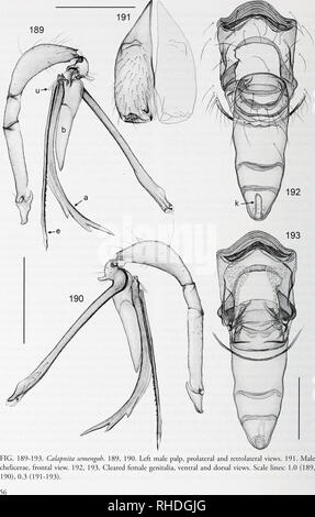 . Bonner zoologische nach 1550. Zoologie. BONNER ZOOLOGISCHE / Nr. 58/2011. Bitte beachten Sie, dass diese Bilder sind von der gescannten Seite Bilder, die digital für die Lesbarkeit verbessert haben mögen - Färbung und Aussehen dieser Abbildungen können nicht perfekt dem Original ähneln. extrahiert. Bonn, Zoologisches Forschungsinstitut und Museum Alexander Koenig Stockfoto