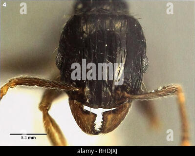 . Bonn zoologische Bulletin. Zoologie. Abb. 3-4. Boehmei Tetramorium sp. n.. 3 holotyp Arbeiter, CASENT 0217239, Full Face Blick auf Kopf. verlieren, ohne Kreuz-Netze; okzipitalen rugoreticulum nie entwickelt 10. alle Dorsalen Körper Oberflächen mit zahlreichen ständigen Haare 11. dorsalen Flächen der hind Tibiae in der Regel mit Decum - gebogen, um nur appressed Behaarung, in zwei Arten suberect 12. sting Anhängsel dreieckig, dentiform oder Wimpel - Vor dieser Studie geformt, die T. camerunense Artengruppe enthielten 12 Arten, die in zwei Arten komplexe auf Unterschiede in der sculpturation (unterteilt wurden Stockfoto