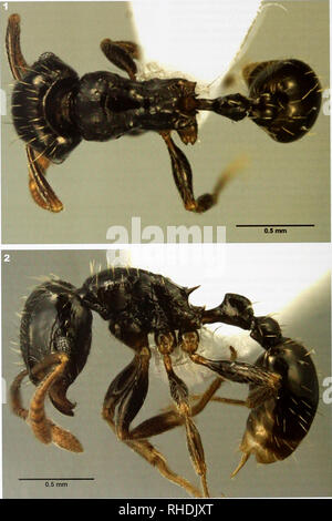 . Bonn zoologische Bulletin. Zoologie. 362 Fancisco Hita Garcia et al. Abb. 1-2. Tetramoruim boehmei sp. n., holotyp Arbeiter, CASENT 0217238. 1 Dorsum des Körpers; 2 Körper in profde. Bonn zoologische Bulletin 57(2): 359-366 © Zfmk. Bitte beachten Sie, dass diese Bilder sind von der gescannten Seite Bilder, die digital für die Lesbarkeit verbessert haben mögen - Färbung und Aussehen dieser Abbildungen können nicht perfekt dem Original ähneln. extrahiert. Zoologisches Forschungsmuseum Alexander Koenig. Bonn: Zoologisches Forschungsmuseum Alexander Koenig Stockfoto