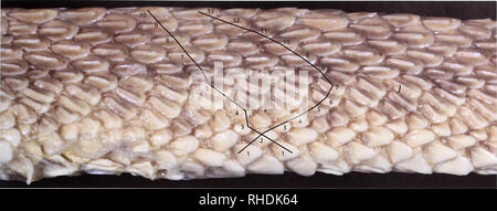 . Bonn zoologische Bulletin. Zoologie. Eine neue Spezies von Cerastes aus Tunesien 303. Abb. 3. Zwei verschiedene Methoden zum Maßstab Reihen von rückenschuppen rund um die Mittellinien-arbeitsscheinwerfer Region des holotypus von Cerastes boehmei sp. n., ZFMK 58054. Beide, C. und C. cerastes Vipera aber viele andere Zeichen (z. B. Form von Nasenloch, Position des Auges, pholidosis, re-produktive Biologie) zeigen, dass die neue Arten stärker an C. vipera verwandt, als mit C. Cerastes. Akzeptieren - ing die Ergebnisse der morphologischen Analyse von C. vipera von Jooris&amp; Fourmy (1996) Die neue Spezies hat Niedrigere Zählwerte in Circ. Stockfoto