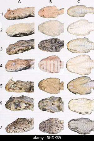 . Bonn zoologische Bulletin. Zoologie. Eine neue Spezies von Cerastes aus Tunesien 301. Abb. 2. Vergleich der verschiedenen viperid Schlangen aus Afrika. 1 = Cerastes boehmei sp. n.: ZFMK 58054, Tunesien; 2 = Cerastes vipera: ZFMK 22985, Tunesien, ohne Ort; 3 = Cerastes vipera: ZFMK 83340, Westsahara, Laayoune Plage; 4 = Cerastes cerastes: ZFMK 63668: Libyen, Wadi Matendus; 5 = Cerastes cerastes: ZFMK 65218, Marokko, Draa Tal; 6 = Bitis caudalis: ZFMK 65212: Namibia, Swakopmund; 7=Bitisperingueyi: ZFMK 88453: Namibia, ohne Ort. A=Kopf im Profil; B=Kopf von oben; C=Kopf von unten. Bonn Stockfoto