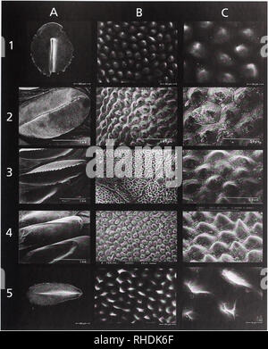 . Bonn zoologische Bulletin. Zoologie. Eine neue Spezies von Cerastes aus Tunesien 299. Abb. 1. SEM Bilder der dorsalen Körper Skalen der viperid Schlangen. 1 = Cerastes sp. n. vom Zentrum von Tunesien (ZFMK 58054); 2 = Cerastes cerastes durch Joger & Amp; Mut 1999; 3=Cerastes vipera durch Joger & Amp; Mut 1999; 4=Bitis peringueyi, 4A durch Joger & Amp; Mut 1999, 4 B & Amp; 4 C von Namib - ia (ZFMK 44887), und 4A = durch Joger & Amp; Mut 1999; 5=Bitis schneideri aus Namibia (ZFMK 88450). A = dorsale Skala, komplette; 1 B = dorsale Skala, verrucate, sekundäre Struktur; 2 B = dorsale s Stockfoto