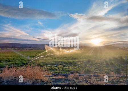 Bewässerungsanlagen, landwirtschaftliche Bewässerung Wasser Sprinkler Farm Pflanzen Ernte Feld Stockfoto