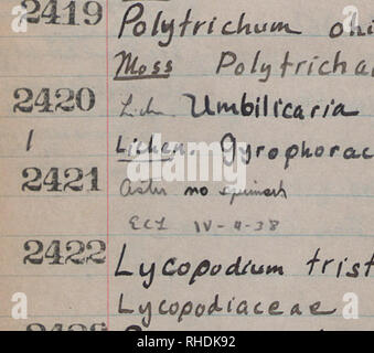 . Buch 20, Identifikation, Muster. 1167-2871, 1937 und Undatiert. Botaniker; Botanik. 2442 C (a.4 ant % ein. s^ua^ Aso. (Se^o J ttoff "v. 2443 Cl^ doptici, y^AAps f&amp;&gt; u. 2444 clado 2445/irnttlf^ snxAUlft WaJL. 2446 CUcLo * rcL. c^ vl&lt; Schnitt^y^, 2447 C/t^H^^^^^^^ T/^^ Aso, OJnas itu (p "ftoiJSprz" w. // //. Rr ,6 2454 MfrillcL - (Einstellung.) Suil, V9 i/2455 7^ tf/^ asprella. (ScUi^ Sullxsr. Ist 2456 AUard cladonias's. Wetten. unrans. Apr. 1938-403 Baeomyces roseus Pers. Abl.^. tc^ Hov es m N cladonia tenuis f. seti-Rera Sandst. .^7 porella pletyphylloidea (Sclurein.) Lindb. Uf*t? 443 cladonia Grayi) ler, n Stockfoto