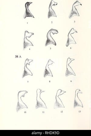 . Bonner zoologische nach 1550. Zoologie. 148. Bitte beachten Sie, dass diese Bilder sind von der gescannten Seite Bilder, die digital für die Lesbarkeit verbessert haben mögen - Färbung und Aussehen dieser Abbildungen können nicht perfekt dem Original ähneln. extrahiert. Bonn, Zoologisches Forschungsinstitut und Museum Alexander Koenig Stockfoto