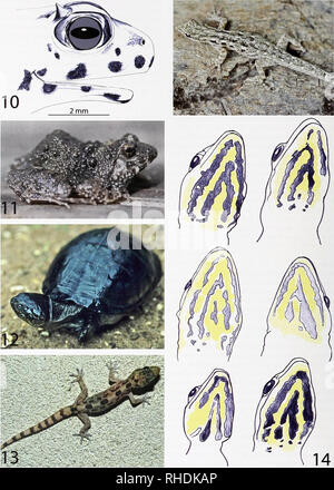 . Bonn zoologische Bulletin. Zoologie. 262 Mark Auliya et al. Feigen 10-14. 10. Bubaque Phiynohatraclnis calcaratiis, Isl.; 11. Orango phiynohatrachiis Francisci, Isl.; 12. Pelusios castaneus, Bubaque Isl.; 13. Orango aiigiilatus Hemidactylus, Isl., 14. Lygodactylus giitturalis (oben), Soga Isl. (Unten, Hals Muster der männlichen Individuen). Bonn zoologische Bulletin 61 (2): 255-281® ZFMK. Bitte beachten Sie, dass diese Bilder aus gescannten Seite Bilder, die digital für die Lesbarkeit verbessert haben mögen - Färbung und Aussehen dieser Abbildungen können nicht perfekt die Origina ähneln extrahiert werden Stockfoto