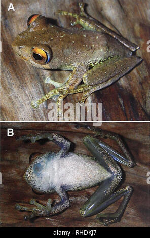. Bonn zoologische Bulletin. Zoologie. Boophis quasiboehmei sp. n., eine neue kryptische treefrog Arten aus Süd-östlichen Madagaskar 249. Abb. 5. Dorsolateralen (A) und ventrale (B) Blick auf das männliche holotypus von Boophis quasiboehmei sp. n. (ZSM 227/2006) im Leben. 3360), männlich, bei Ranomena, 21° 12,736' N, 47° 26,010' E, Ranomafana Nationalpark, süd-östlichen Madagaskar, am 28. Februar 2006, M. Vences, Y. Chiari, T. Rajoafiarison, E.; Rajeriarison ZCMV ZSM 232/2006 (3374) von der Ranomafana region, vielleicht Col - bei Ranomafanakely Fluss, aber ohne präzise col abgeholt - spiegelnde Daten; ZSM 2322/20 Stockfoto