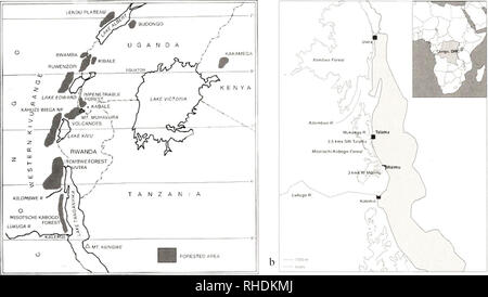 . Bonn zoologische Bulletin. Zoologie. Säugetiere, andere als Fledermäuse, aus dem Misotshi-Kabogo Hochland 205 a. Abb. 1. Karte der Albertine Rift mit dem Misotshi-Kabogo Hochland (a) und der Position der drei Gemeinden sammeln (b). folgende Institutionen: Field Museum der natürlichen Sein - Tory, Chicago (FMNH); die United States National Mu-seum, Washington D.C. (USNM); und die Zoologischcs Forschungsmuseum Alexander Koenig, Bonn, Zfmk). Alle Exemplare sind im Field Museum von Nat abgelegt - Ural Geschichte, Chicago, IL. JCKP sind die Abkürzungen für die älteren Autor. Sofern nicht anders angegeben, ta Stockfoto