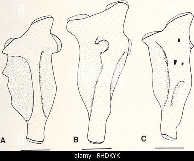 . Bonner zoologische nach 1550. Zoologie. Kranke geminal Nerv verläuft durch die Kerbe (Arratia&amp; Schultze 1991). Variationen des Me-tapterygoid gehören die relative Position der beiden gelenkflächen am hinteren Rand, und die Form der beiden Prozesse. Die beiden gelenkflächen am hinteren Rand des metapterygoid sind gut Verst-ped und nahe beieinander in S. Eos, Brachyurus, issykkulensis, erythro-gaster, und Pho - xinus (TS 131 [1]). Bei anderen Tierarten Phoxinus und in der fremdgruppen, die beiden Oberflächen sind weniger entwickelt (TS 131 [0]). Die Kerbe an der dorsalen Rand Stockfoto