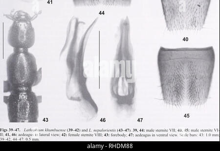 . Bonn zoologische Bulletin. Zoologie. Bonn zoologische Bulletin 61 (2): 142-209 © Zfmk. Bitte beachten Sie, dass diese Bilder sind von der gescannten Seite Bilder, die digital für die Lesbarkeit verbessert haben mögen - Färbung und Aussehen dieser Abbildungen können nicht perfekt dem Original ähneln. extrahiert. Zoologisches Forschungsmuseum Alexander Koenig. Bonn: Zoologisches Forschungsmuseum Alexander Koenig Stockfoto