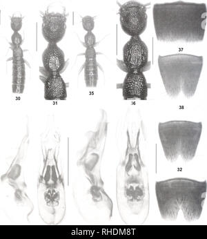 . Bonn zoologische Bulletin. Zoologie. 136 Volker Assing. 33 34 39 40 41 Feigen 30-41. Nazeris connitiis (30-34), N. trifurcatus (35^0), und ein ^. piietzi (41). 30, 35: Habitus; 31, 36: vorderwagen; 32, 38, 41: Männliche stemite VIII; 33-34, 39-40: aedeagus in lateraler und in ventrale Ansicht; 37: Männliche stemite VII. Maßstabsbalken, 30-31, 35-36: 1,0 mm; 32-34, 37^1: 0,5 mm. Verteilung und natürlichen liistory. Der typuslokalität ist sit-Nazeris wrasei sp. n. (Abb. 29, 42^7) uated südlich von Shimian im Süden Sichuan (Abb. 29). Der Holotyp wurde in ein Feld Marge mit Typ Material gesammelt. Holotyp (5*: "CH Stockfoto