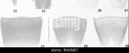 . Bonn zoologische Bulletin. Zoologie. Feigen 15.-26. Nazeris sociabilis (15), N. micangicus (16-21) und N. dilatatus (22-26). 15./16., 22. Habitus. 17, 23. Vorderwagen. 18, 24. Männliche sternite VII. 19., 25. und 26. Männliche stemite VIII. 20.-21. Aedeagus in lateraler und in ventralen anzeigen. Maßstabsbalken: 15-17, 22-23: 1,0 mm; 18-21, 24-26: 0,5 mm. Bonn zoologische Bulletin 62 (1): 1 29 © Zfmk. Bitte beachten Sie, dass diese Bilder sind von der gescannten Seite Bilder, die digital für die Lesbarkeit verbessert haben mögen - Färbung und Aussehen dieser Abbildungen können nicht perfekt dem Original ähneln. extrahiert. Zoologisches Stockfoto