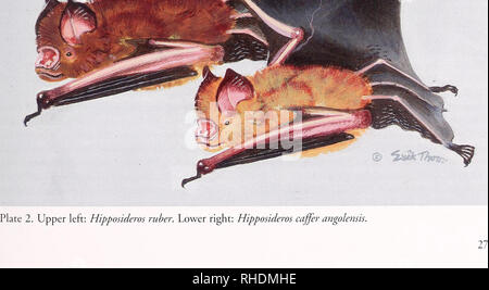 . Bonner zoologische nach 1550. Zoologie. THORN & Amp; CURBIS PETERHANS, kleine Säugetiere VON UGANDA Afrika. Andersen (1906), Hill (1963), und Koopman (1975) angenommen, dass Diat eine Form r^^ r centralis" oder "//. c. ruber "kleiner H. C. caffer durch Ugan - da ersetzt und Hill eine große Auswahl an Dimensionen zugeschrieben. Unsere unvollständig über die nasale Kammer Kriterien von Lawrence (1964) und in Anbetracht der au-diograms von Pye (1972) Studie zeigt eine relativ große Unterarten von Hipposideros cajfer, dass Aktien viel von zentralen und westlichen Uganda mit echter H. ruber ruber. Dieses große H. caf Stockfoto