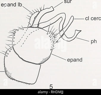 . Bonn zoologische Bulletin. Zoologie. hypd. Abb. 4-5. 4. Proclinopyga ulrichi, Flügel. 5. Proclinopyga ulrichi, männliche terminalia, seitliche Ansicht rechte Seite. Abkürzungen: cl Cere-umklammern; cercus epand - epandrium; epand lb-epandrial Lobe; hypd - hypandrium; ph-phallus; sur-surstylus. Bonn zoologische Bulletin 57(1):85-89 © Zfmk. Bitte beachten Sie, dass diese Bilder sind von der gescannten Seite Bilder, die digital für die Lesbarkeit verbessert haben mögen - Färbung und Aussehen dieser Abbildungen können nicht perfekt dem Original ähneln. extrahiert. Zoologisches Forschungsmuseum Alexander K Stockfoto