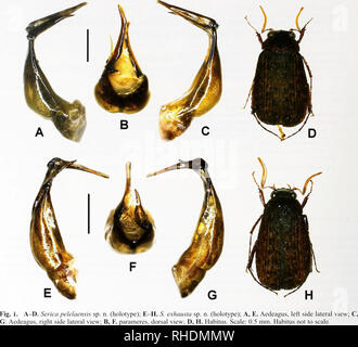 . Bonn zoologische Bulletin. Zoologie. 140 Dirk Ahrens &Amp; Silvia Fabrizi. 3. Neue Arten Serica (s. Str.) pelelaensis sp. n. (Abb. lA-D) Typ Material untersucht. Holotypus: (S "Bhutan: Pele La-Pass, 27°33' N, 90° 12' E 29.-30.VI.2009, 3279 m, Bein. V. Si-niaev" (Zfmk). Paratype: 1 S" Bhutan: Bumthang, 27° 31' N, 90° 33' E 7-9. vii. 2009, 2420 m, Bein. V. Smiaev" (Zfmk). Beschreibung, Länge: 9,1 mm, Länge der Elytra: 6,9 mm Breite: 5,1 mm. Körper länglich, Dunkelbraun, Antenne yel-lowish, Beine und pronotal Margen Rotbraun, Flügeldecken mit undeutlichen unregelmäßigen dunklen Flecken, dorsalen Oberfläche stumpf Stockfoto